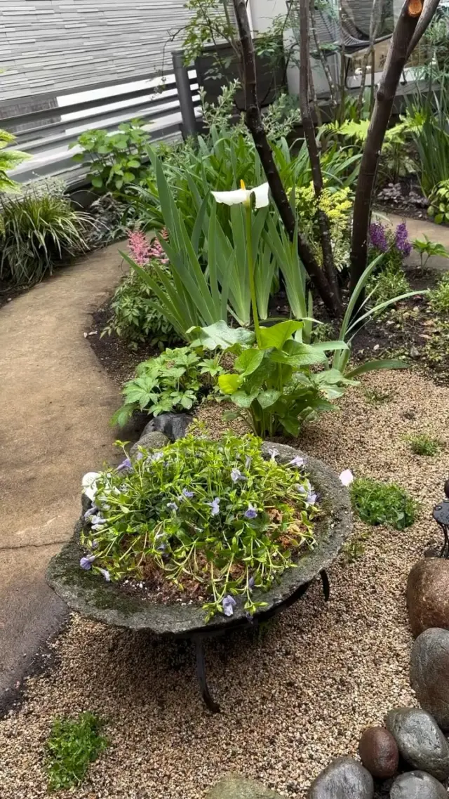 10年前に造ったお庭の植物の植え替えをしました。 ガーデニングサロン風の散歩道 　　　　　　　　大本信子 #ガーデニングサロン風の散歩道 #園芸店大分 #ガーデニングデザイン #造園設計 #大分市