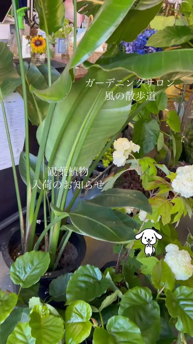 🌷➰ いつもInstagramを見ていただきありがとうございます✨️ 観葉植物がたくさん入荷しましたのでお知らせです🪴 是非お店へお越しください😊 スタッフ すえつぐ 𖤣𖥧𖥣𖡡𖥧𖤣𖤣𖥧𖥣𖡡𖥧𖤣𖤣𖥧𖥣𖡡𖥧𖤣𖤣𖥧𖥣𖡡𖥧𖤣𖤣𖥧𖥣𖡡𖥧𖤣𖤣𖥧𖥣𖡡𖥧𖤣 ガーデニングサロン風の散歩道 定休日(月曜日・火曜日) 𖤣𖥧𖥣𖡡𖥧𖤣𖤣𖥧𖥣𖡡𖥧𖤣𖤣𖥧𖥣𖡡𖥧𖤣𖤣𖥧𖥣𖡡𖥧𖤣𖤣𖥧𖥣𖡡𖥧𖤣𖤣𖥧𖥣𖡡𖥧𖤣 西大分のかんたん公園ぞいにある、ガーデニングショップ／お花屋さんです。 造園、苗・お花屋さん、ガーデニング教室を営んでおります。 一鉢の花からお花を育てる楽しさを知り、まさか仕事にまでなってしまうとは思いもよらなかった人生ですが、オープンして23年目を迎えました。 植物に関わる仕事をさせて頂いて感謝でいっぱいです。 お客様に喜んでいただいた笑顔が頑張れる原動力になっています。 新型コロナウィルスの拡大でStay Homeが余儀なくされ、ガーデニングを楽しむ方が増えています。 花や緑にふれ育む楽しさや安らぎを感じてもらえる手助けになりたいと心から思っています。 今後ともスタッフ一同よろしくお願い致します。 📍 アクセス ・電車：西大分駅から徒歩４分 ・バス：西大分のバス停から徒歩２分 ・車：別府駅から車で16分／大分駅から車で10分 🚗 駐車場 専用駐車場はありませんが、かんたん港園の「みなとオアシス　かんたん港園中央駐車場」 から、徒歩１分です。 １時間無料、１時間を超え６時間まで１００円／１ｈ 🚩ハッシュタグ #ガーデニング初心者 #ガーデニングショップ #ガーデニング教室 #ガーデニング教室大分市 #花苗販売 #大分花苗販売 #大分観葉植物 #観葉植物インテリア #観葉植物専門店 #ガーデングッズ #ガーデニングデザイン #造園設計 #造園業 #園芸店#園芸店大分 #大分市生石 #風の散歩道 #ガーデニングサロン風の散歩道