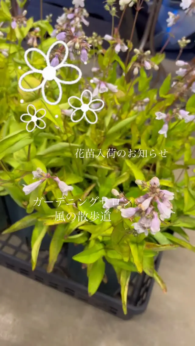 𓈒𓂂𓂃◌𓈒𓐍𓈒 花苗 入荷のお知らせですꕤ.｡ 来週から梅雨入りかもしれませんね☔️ 雨が本格的に降る前に是非お庭へ新しいお花を植えませんか？ お店でお待ちしております✨️ スタッフ すえつぐ 𖤣𖥧𖥣𖡡𖥧𖤣𖤣𖥧𖥣𖡡𖥧𖤣𖤣𖥧𖥣𖡡𖥧𖤣𖤣𖥧𖥣𖡡𖥧𖤣𖤣𖥧𖥣𖡡𖥧𖤣𖤣𖥧𖥣𖡡𖥧𖤣 ガーデニングサロン風の散歩道 定休日(月曜日・火曜日) 𖤣𖥧𖥣𖡡𖥧𖤣𖤣𖥧𖥣𖡡𖥧𖤣𖤣𖥧𖥣𖡡𖥧𖤣𖤣𖥧𖥣𖡡𖥧𖤣𖤣𖥧𖥣𖡡𖥧𖤣𖤣𖥧𖥣𖡡𖥧𖤣 西大分のかんたん公園ぞいにある、ガーデニングショップ／お花屋さんです。 造園、苗・お花屋さん、ガーデニング教室を営んでおります。 一鉢の花からお花を育てる楽しさを知り、まさか仕事にまでなってしまうとは思いもよらなかった人生ですが、オープンして23年目を迎えました。 植物に関わる仕事をさせて頂いて感謝でいっぱいです。 お客様に喜んでいただいた笑顔が頑張れる原動力になっています。 新型コロナウィルスの拡大でStay Homeが余儀なくされ、ガーデニングを楽しむ方が増えています。 花や緑にふれ育む楽しさや安らぎを感じてもらえる手助けになりたいと心から思っています。 今後ともスタッフ一同よろしくお願い致します。 📍 アクセス ・電車：西大分駅から徒歩４分 ・バス：西大分のバス停から徒歩２分 ・車：別府駅から車で16分／大分駅から車で10分 🚗 駐車場 専用駐車場はありませんが、かんたん港園の「みなとオアシス　かんたん港園中央駐車場」 から、徒歩１分です。 １時間無料、１時間を超え６時間まで１００円／１ｈ 🚩ハッシュタグ #ガーデニング初心者 #ガーデニングショップ #ガーデニング教室 #ガーデニング教室大分市 #花苗販売 #大分花苗販売 #大分観葉植物 #観葉植物インテリア #観葉植物専門店 #ガーデングッズ #ガーデニングデザイン #造園設計 #造園業 #園芸店#園芸店大分 #大分市生石 #風の散歩道 #ガーデニングサロン風の散歩道