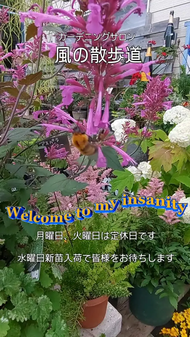 梅雨に入りました 植物はイキイキしています 毎週月曜日、火曜日は定休日です 水曜日には新苗入荷で皆様をお待ちいたします お楽しみにいらしてください 　　スタッフさとう 𖤣𖥧𖥣𖡡𖥧𖤣𖤣𖥧𖥣𖡡𖥧𖤣𖤣𖥧𖥣𖡡𖥧𖤣𖤣𖥧𖥣𖡡𖥧𖤣𖤣𖥧𖥣𖡡𖥧𖤣𖤣𖥧𖥣𖡡𖥧 ガーデニングサロン風の散歩道 𖤣𖥧𖥣𖡡𖥧𖤣𖤣𖥧𖥣𖡡𖥧𖤣𖤣𖥧𖥣𖡡𖥧𖤣𖤣𖥧𖥣𖡡𖥧𖤣𖤣𖥧𖥣𖡡𖥧𖤣𖤣𖥧𖥣𖡡𖥧 西大分のかんたん公園ぞいにある、ガーデニングショップ／お花屋さんです。 造園、苗・お花屋さん、ガーデニング教室を営んでおります。 一鉢の花からお花を育てる楽しさを知り、まさか仕事にまでなってしまうとは思いもよらなかった人生ですが、オープンして20年目を迎えました。 植物に関わる仕事をさせて頂いて感謝でいっぱいです。 お客様に喜んでいただいた笑顔が頑張れる原動力になっています。 昨今、新型コロナウィルスの拡大でStay Homeが余儀なくされ、ガーデニングを楽しむ方が増えています。 花や緑にふれ育む楽しさや安らぎを感じてもらえる手助けになりたいと心から思っています。 今後ともスタッフ一同よろしくお願い致します。 📍 アクセス ・電車：西大分駅から徒歩４分 ・バス：西大分のバス停から徒歩２分 ・車：別府駅から車で16分／大分駅から車で10分 🚗 駐車場 専用駐車場はありませんが、かんたん港園の「みなとオアシス　かんたん港園中央駐車場」 から、徒歩１分です。 １時間無料、１時間を超え６時間まで１００円／１ｈ 🚩ハッシュタグ #ガーデニング初心者 #ガーデニングショップ #ガーデニング教室 #ガーデニング教室大分市 #花苗販売 #大分花苗販売 #大分観葉植物 #観葉植物インテリア #観葉植物専門店 #ガーデングッズ #ガーデニングデザイン #造園設計 #造園業 #園芸店#園芸店大分 #大分市生石 #風の散歩道 #ガーデニングサロン風の散歩道